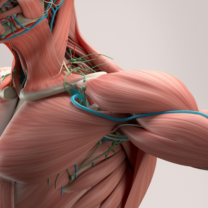 MOVILIZACIONES DEL SISTEMA MÚSCULO ESQUELÉTICO